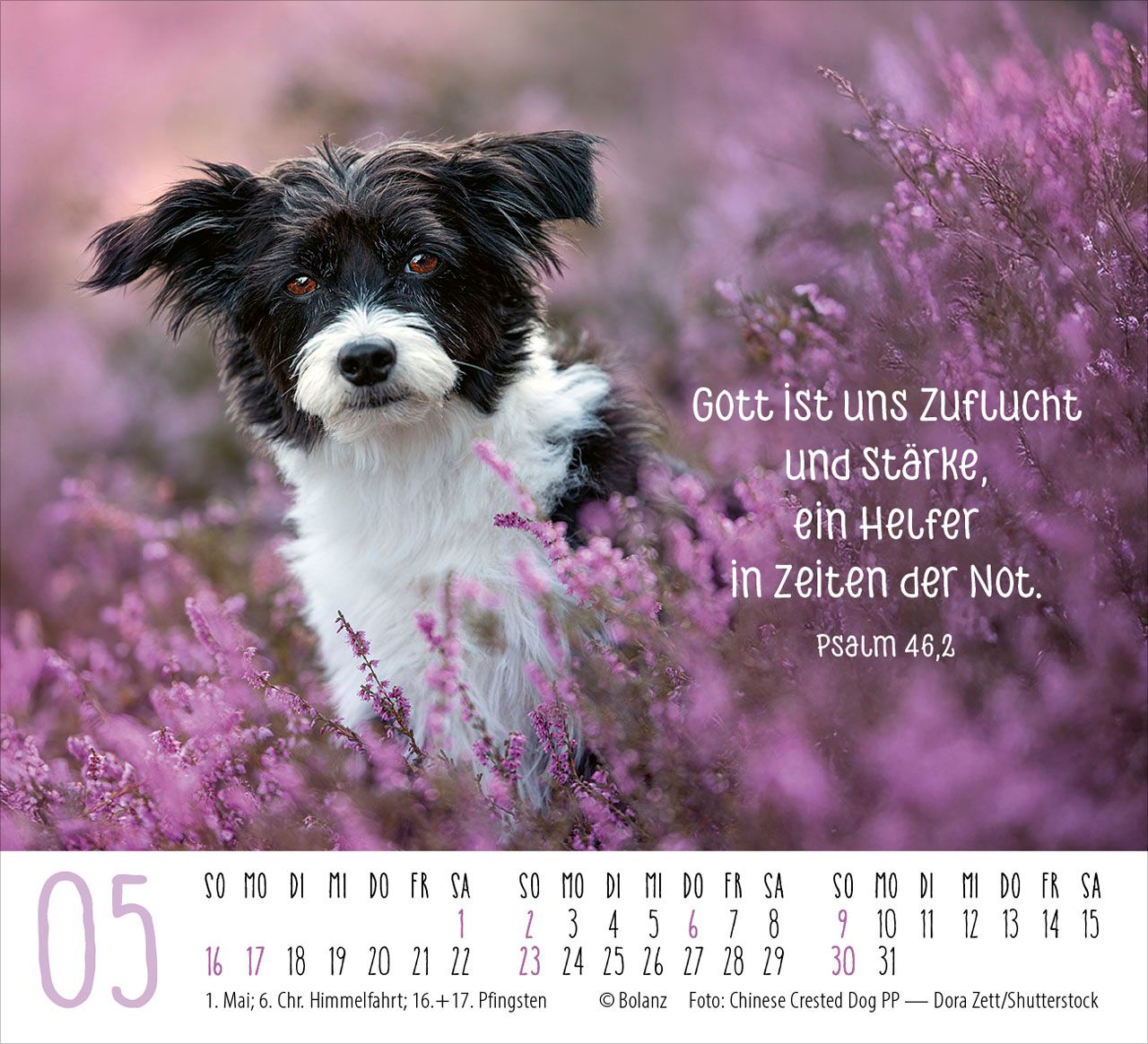 Aufstellkalender - Hunde 2027
