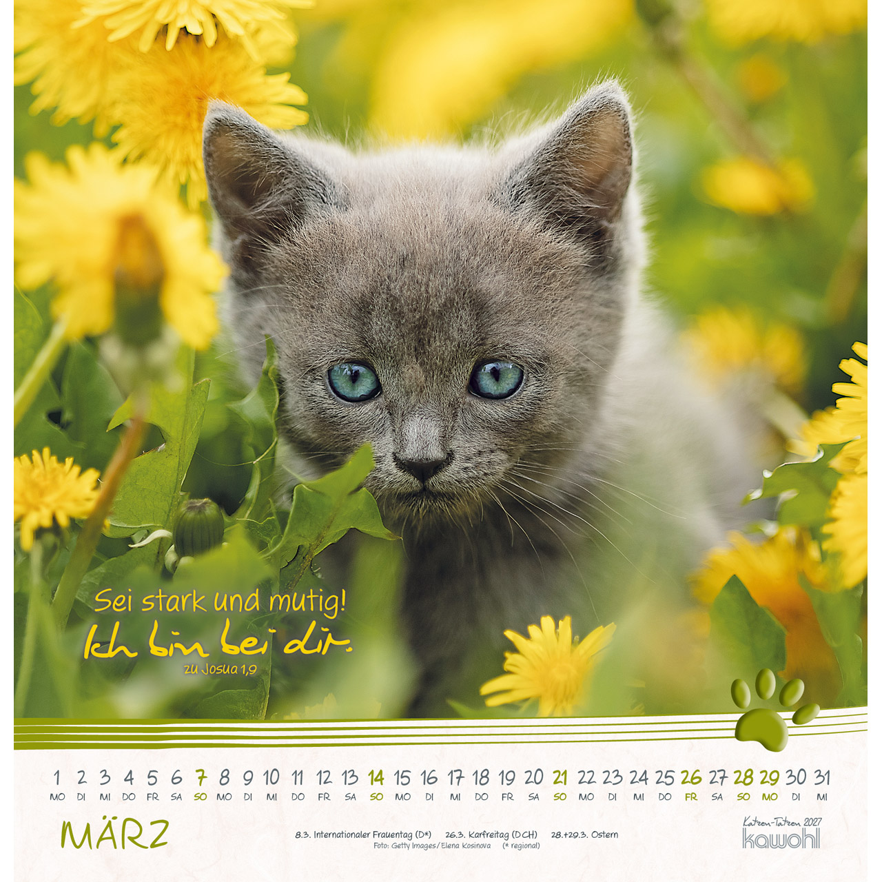 Wandkalender - Katzen-Tatzen 2027