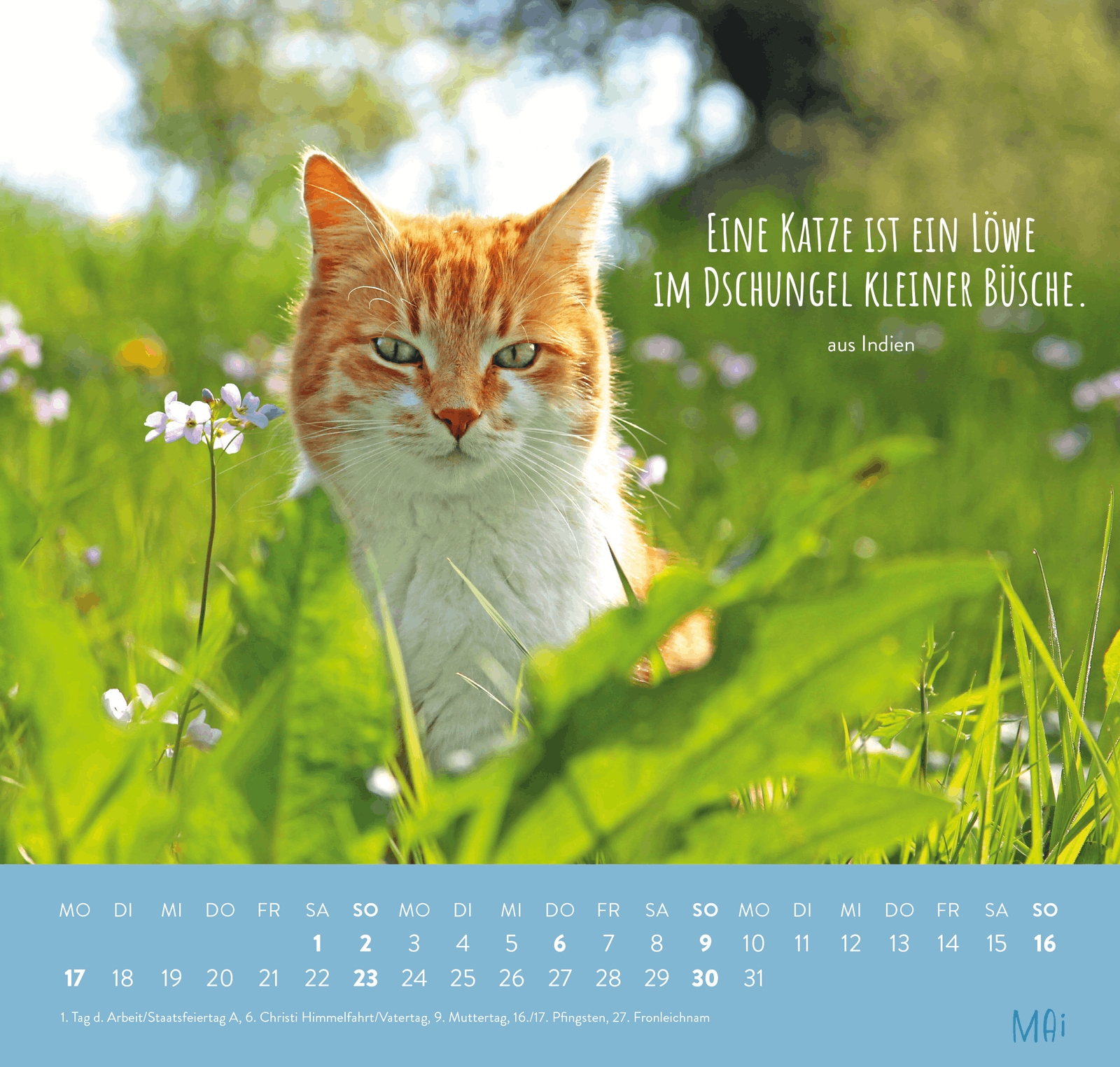 Wandkalender - Für Katzenfreunde 2027