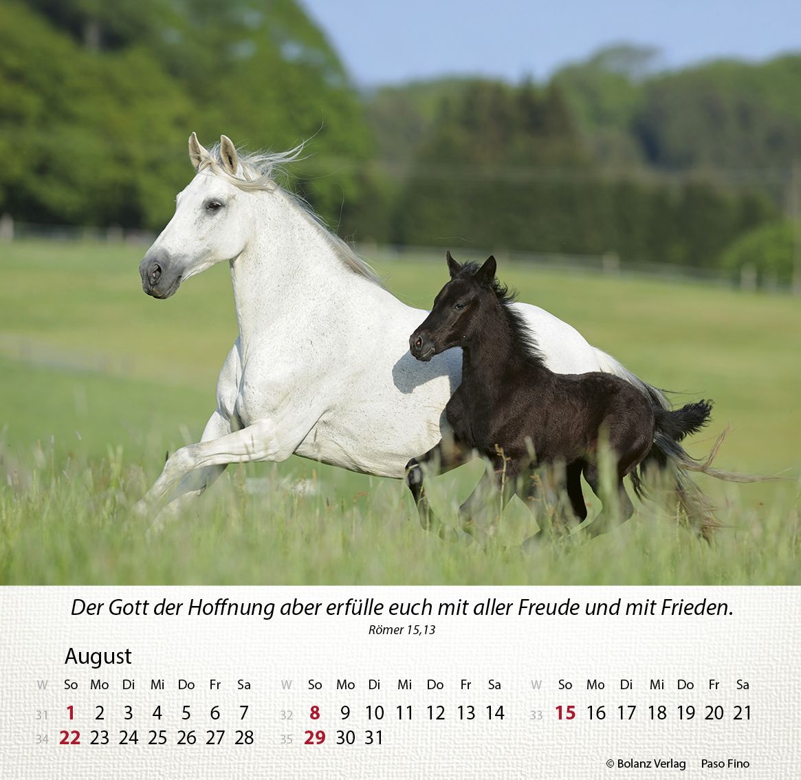 Tischkalender - Pferde 2027 Tischkalender