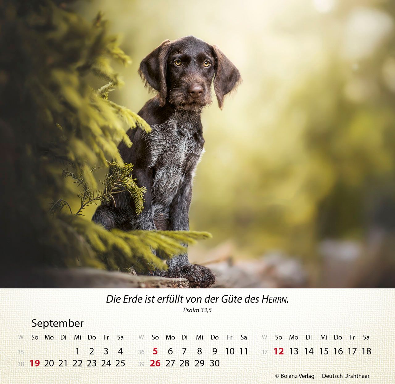 Tischkalender - Hunde 2027 Tischkalender