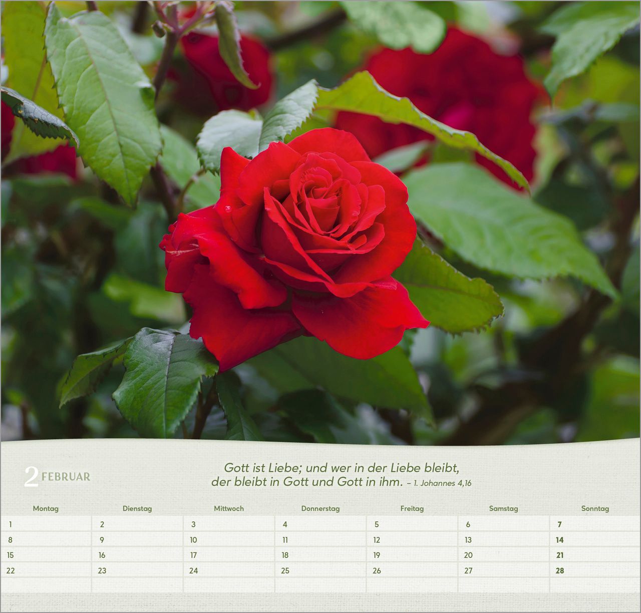 Wandkalender - Rosen 2027 Wandkalender