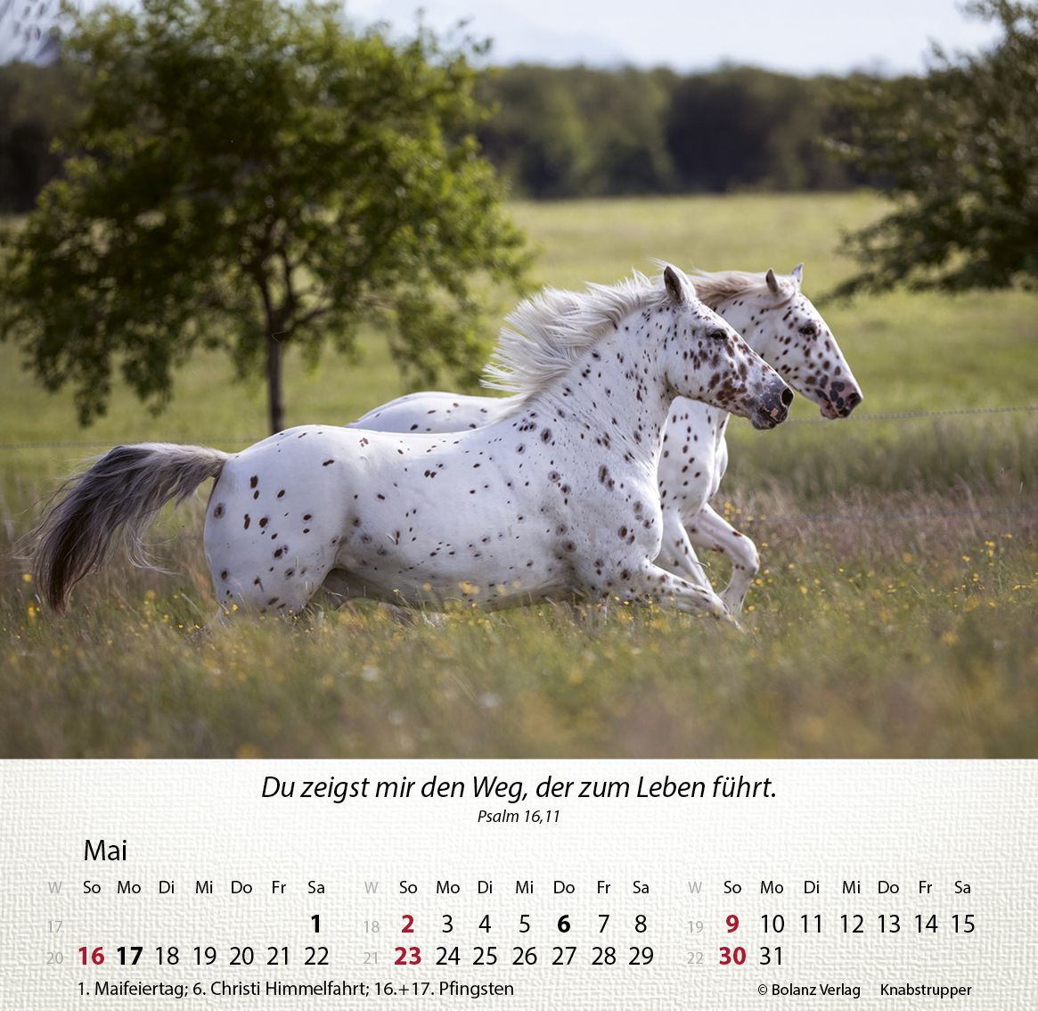 Tischkalender - Pferde 2027 Tischkalender