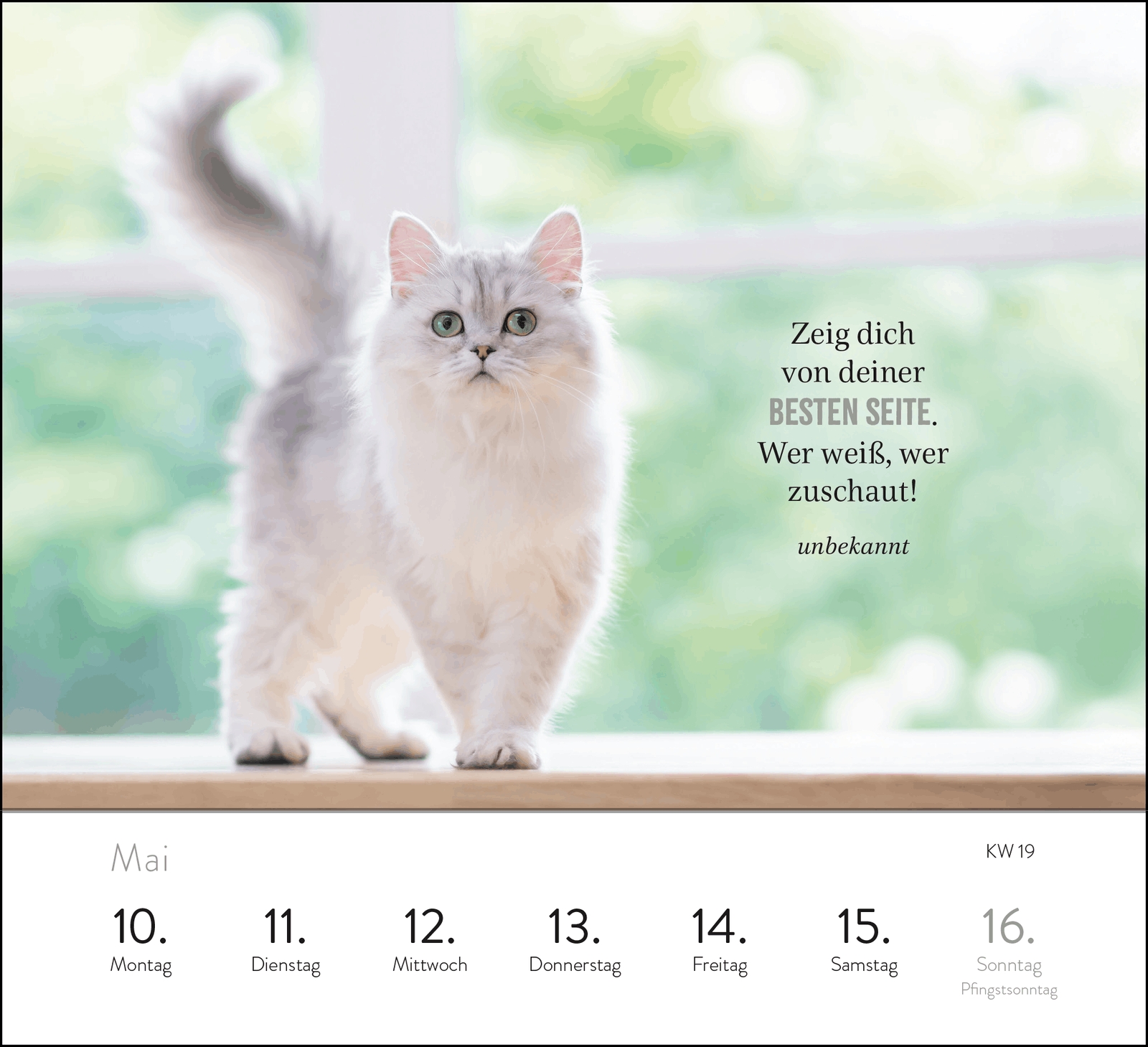 Aufstellkalender - Kluge Katzen 2027