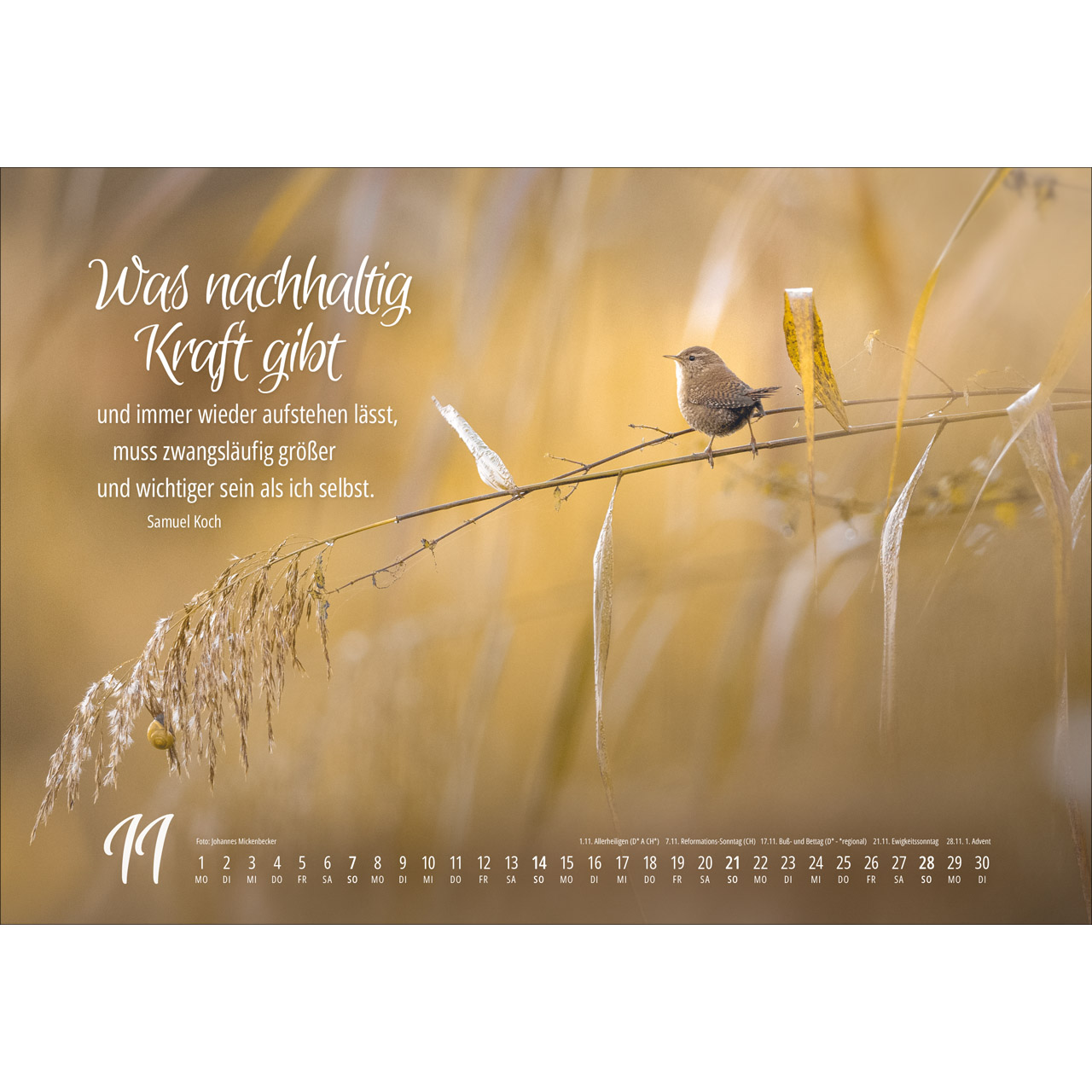 Wandkalender - Real Wildlife 2027