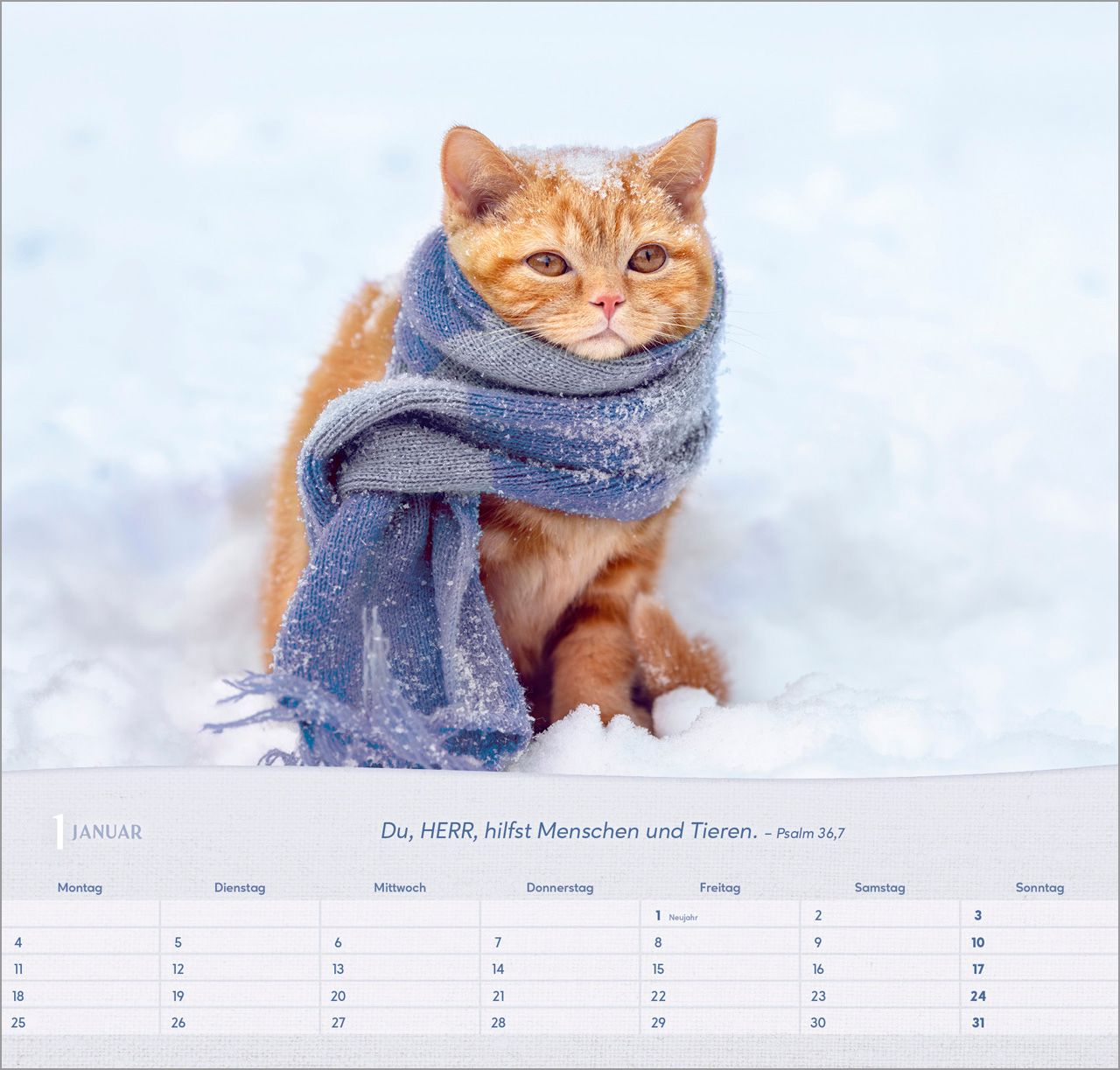 Wandkalender - Katzen 2027 Wandkalender
