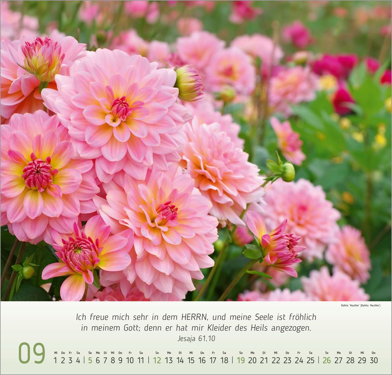 Wandkalender - Blumen-Impressionen 2027 Wandkalender