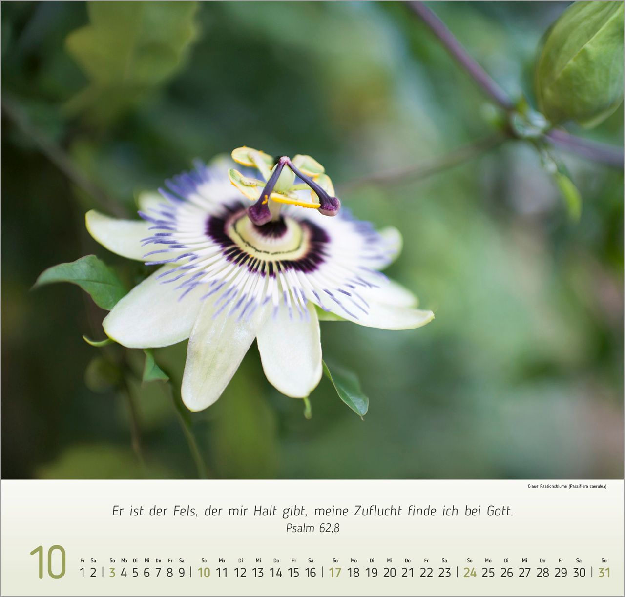 Wandkalender - Blumen-Impressionen 2027 Wandkalender