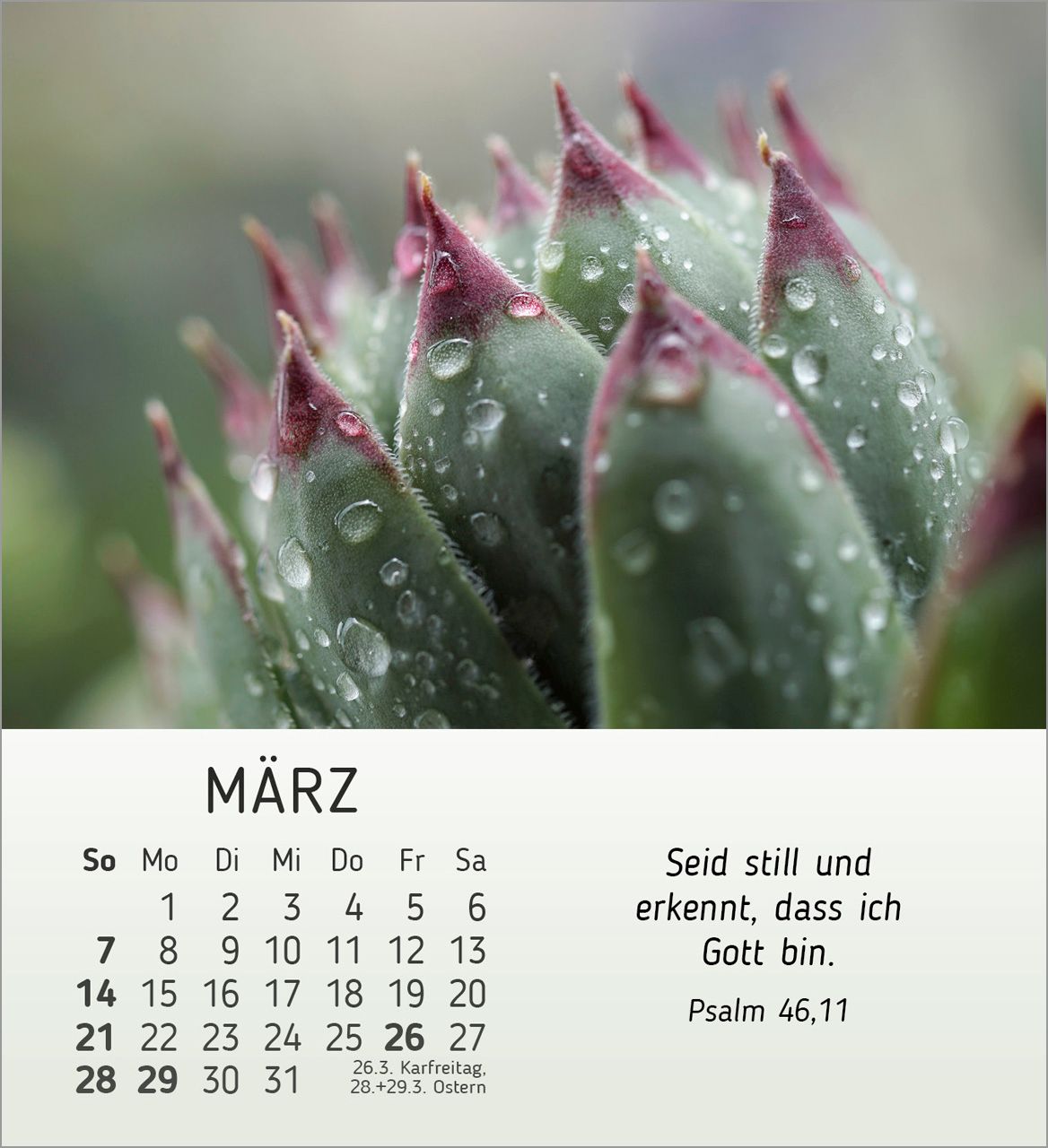 Tischkalender - Stille Begegnungen 2027