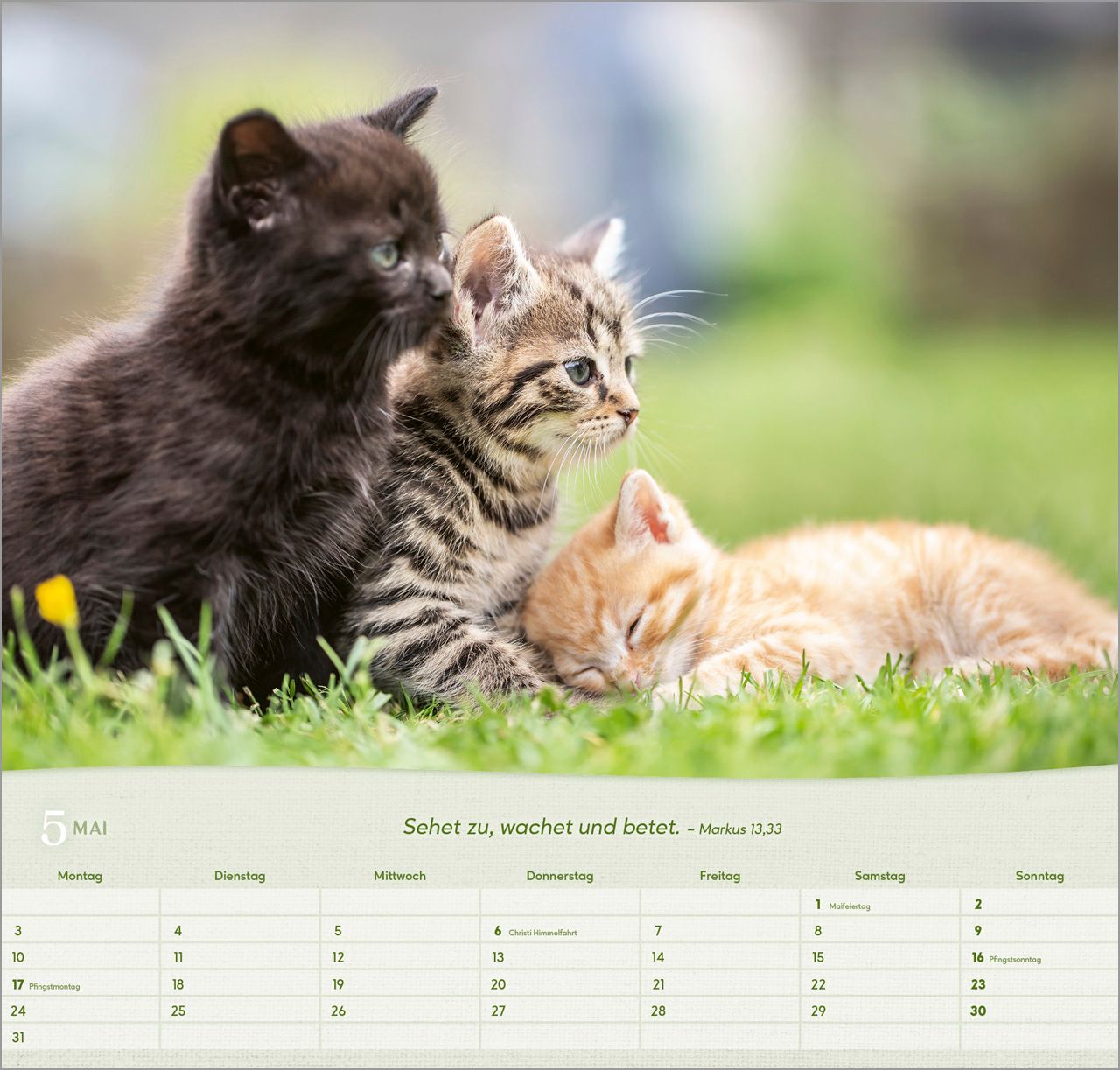 Wandkalender - Katzen 2027 Wandkalender