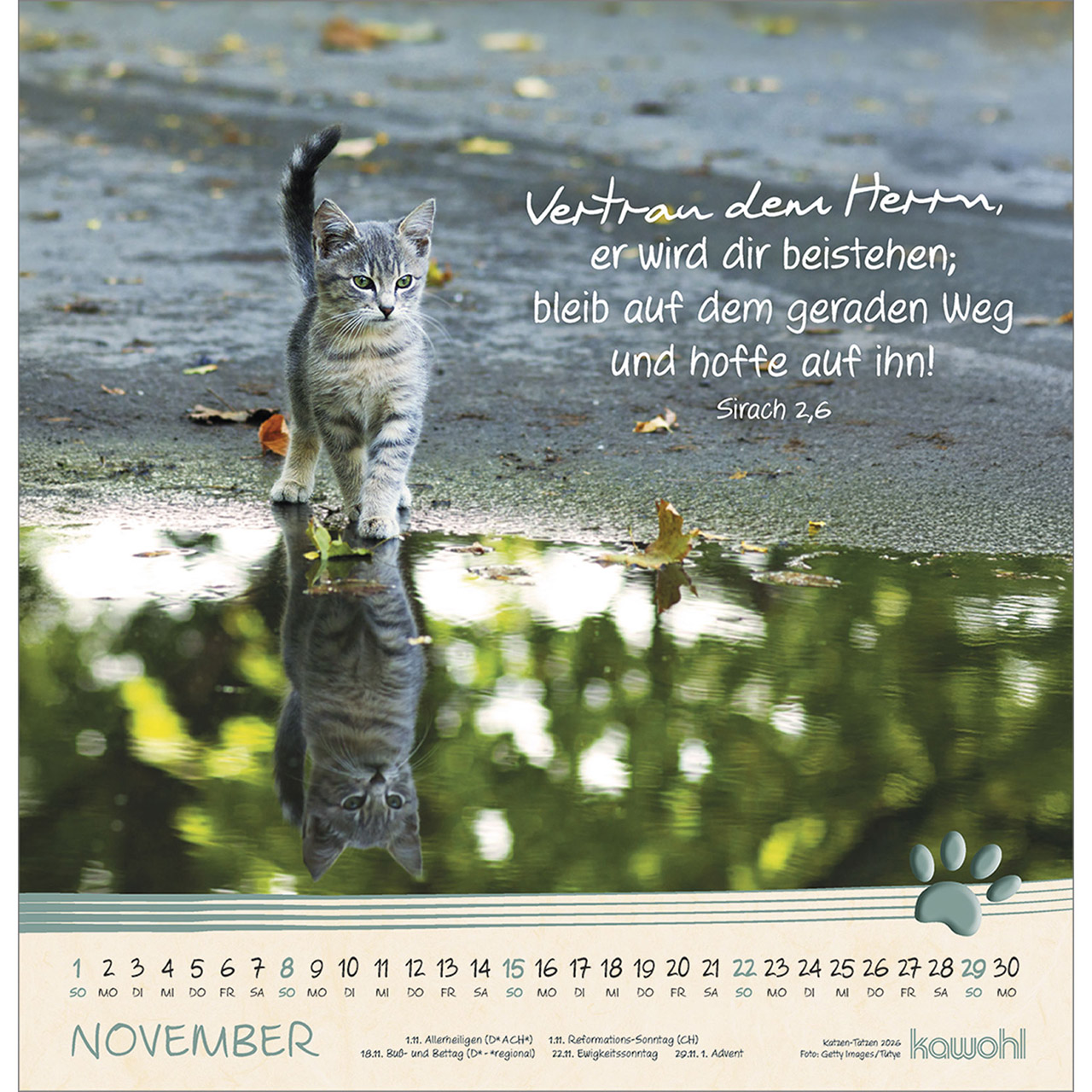 Wandkalender - Katzen-Tatzen 2026
