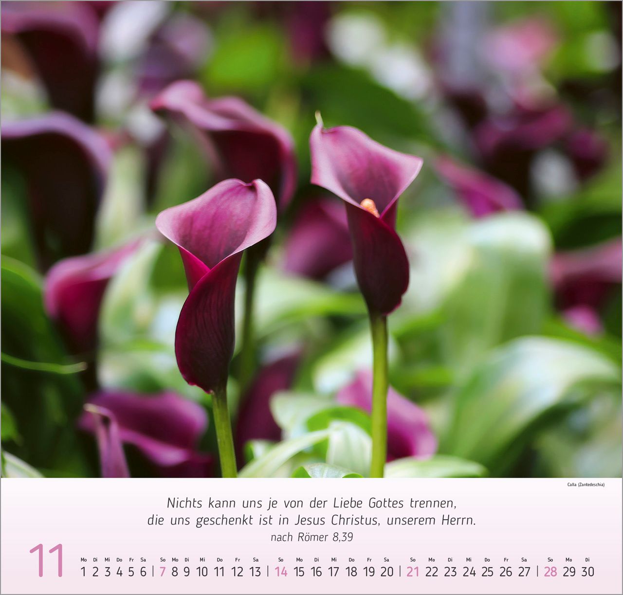 Wandkalender - Blumen-Impressionen 2027 Wandkalender