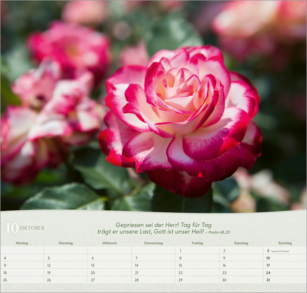 Wandkalender - Rosen 2027 Wandkalender