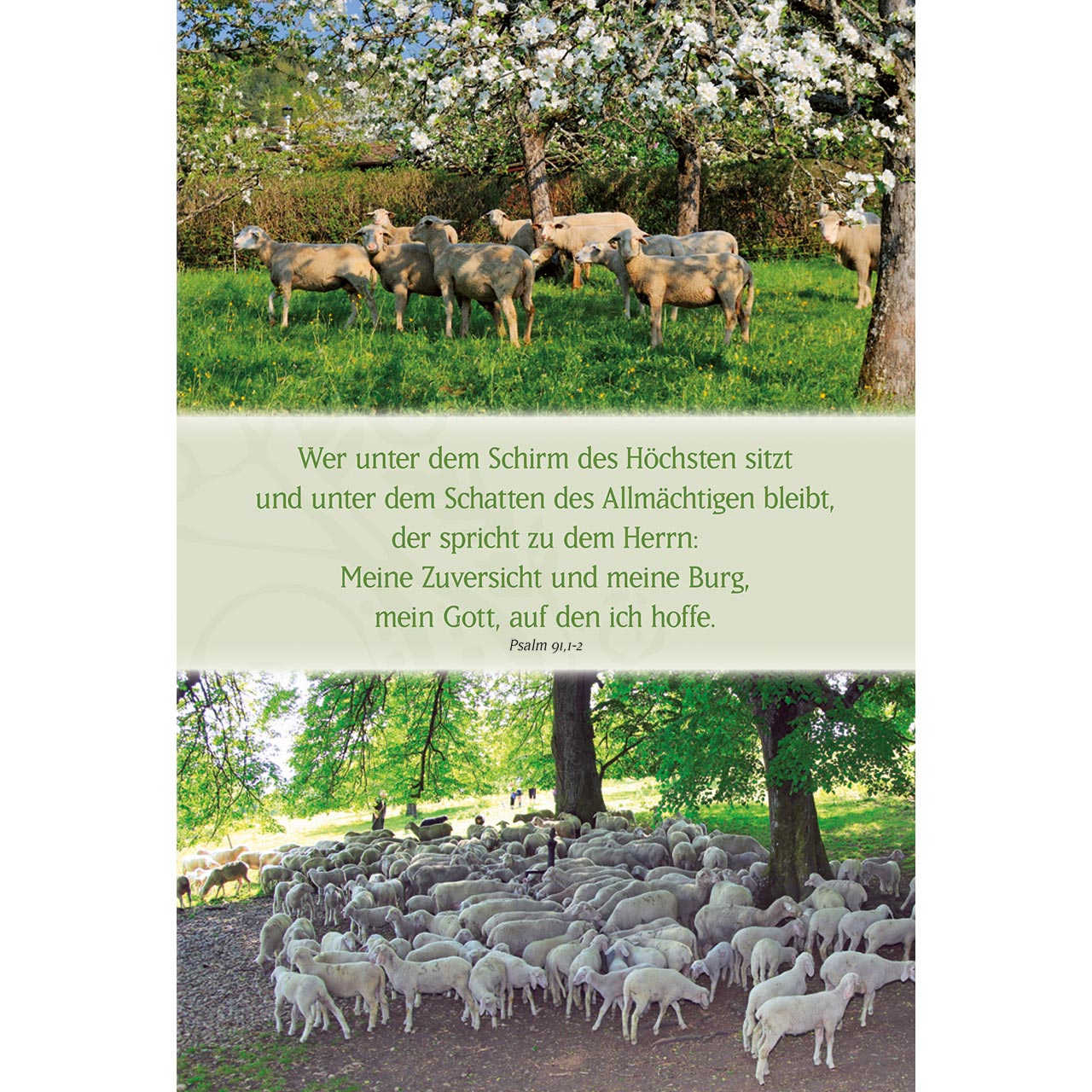Wer unter dem Schirm des Höchsten Faltkarte - Wer unter dem Schirm des Höchsten - Schafe Schafherde