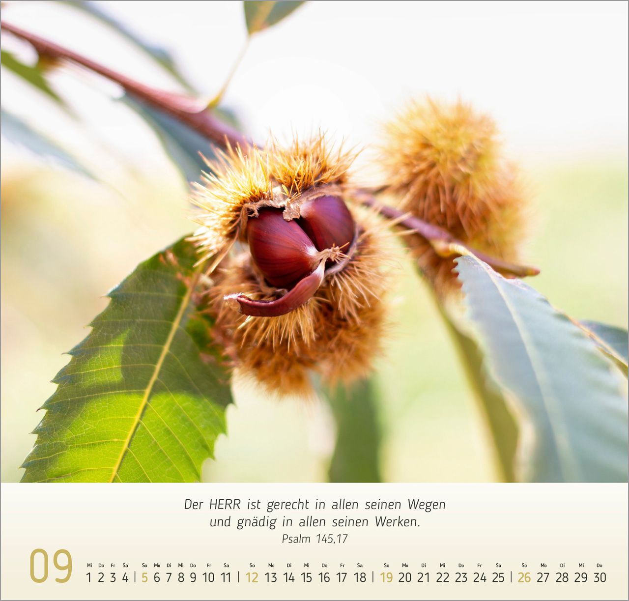 Wandkalender - Gesichter der Natur 2027
