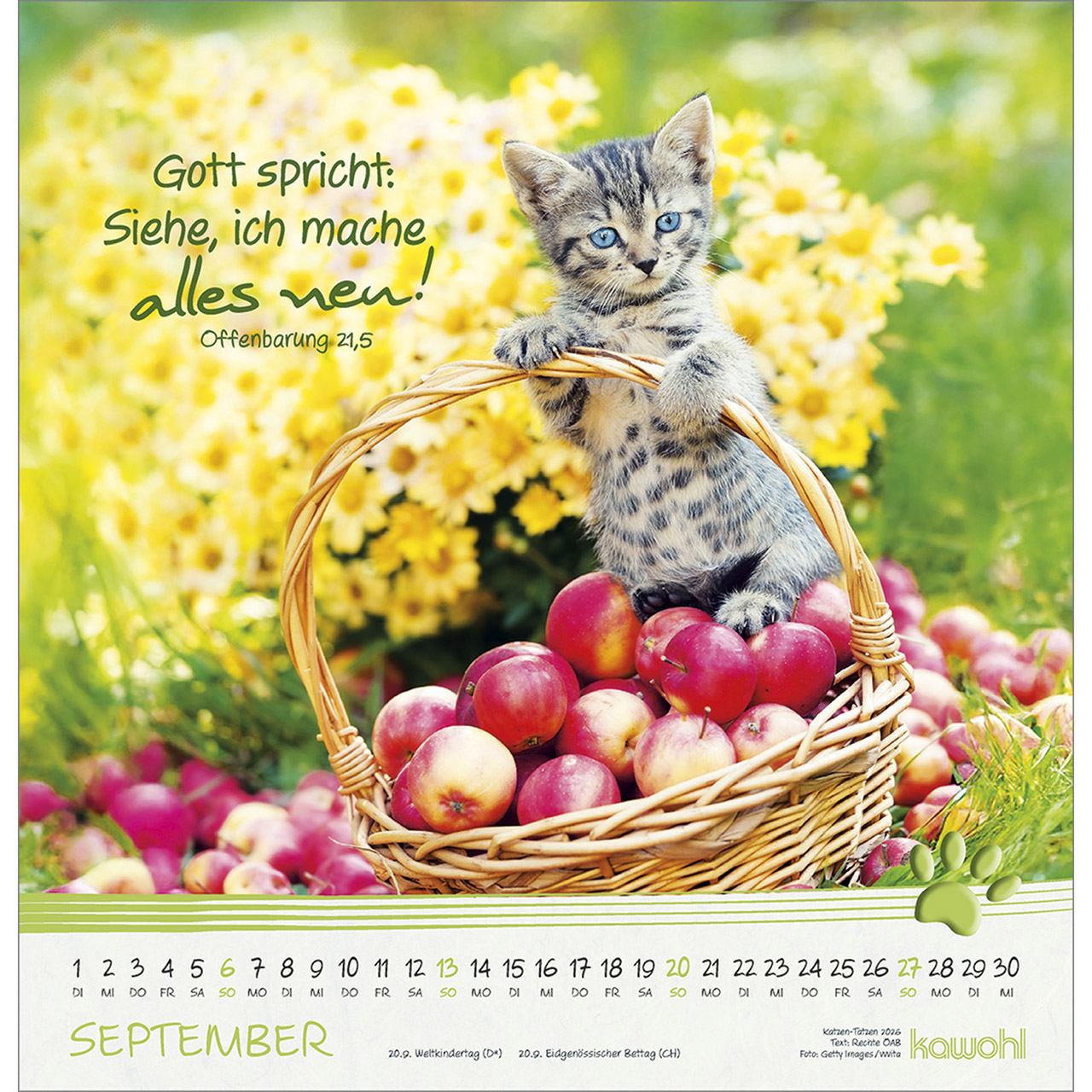 Wandkalender - Katzen-Tatzen 2026