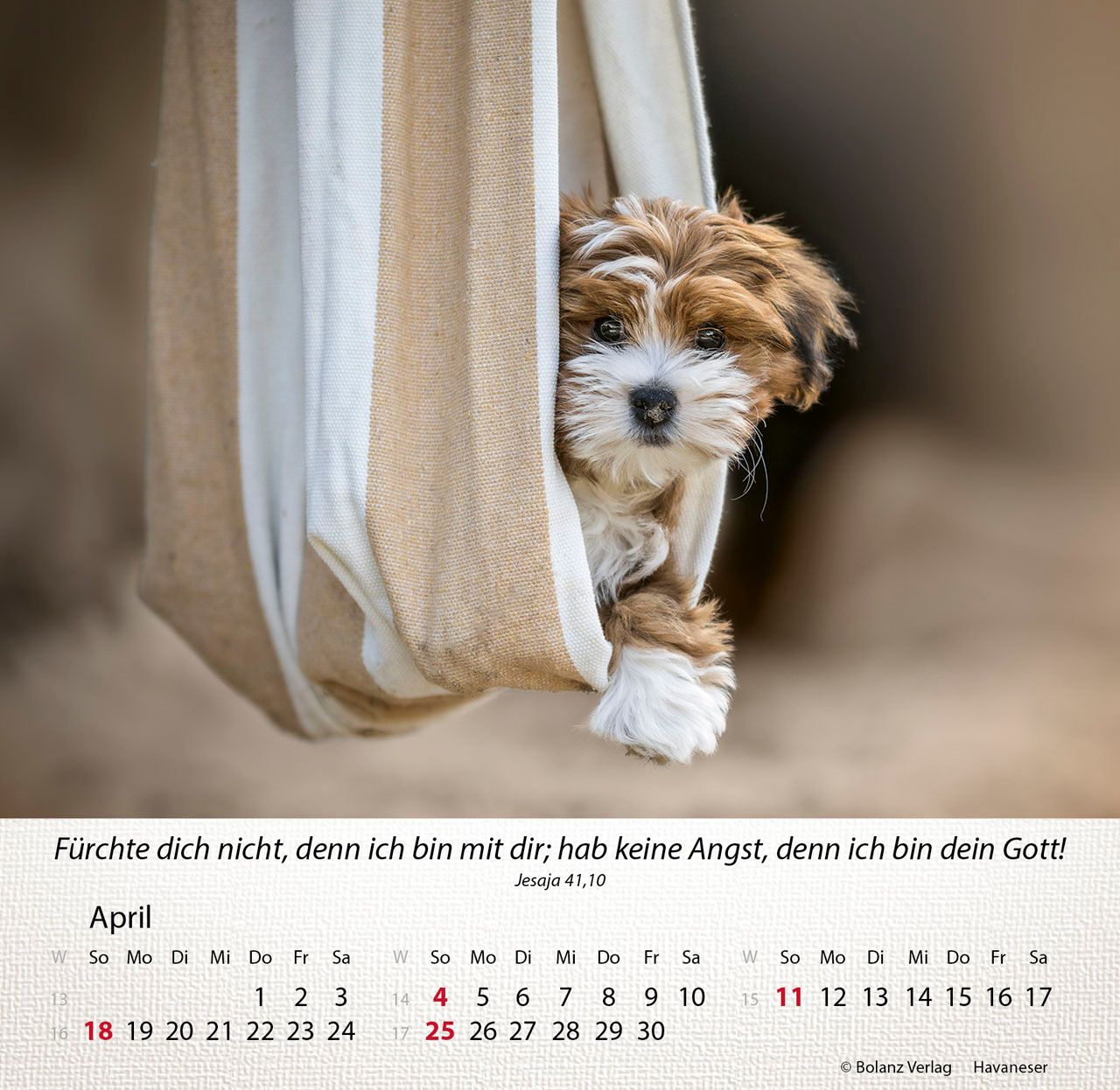 Tischkalender - Hunde 2027 Tischkalender