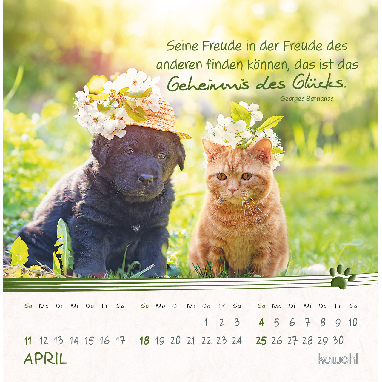 Postkartenkalender - Kleine Katzen-Tatzen 2027