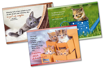 Spar-Paket: Katzen-Motive Postkarten-Paket - Spar-Paket: Katzen-Motive - Katzen