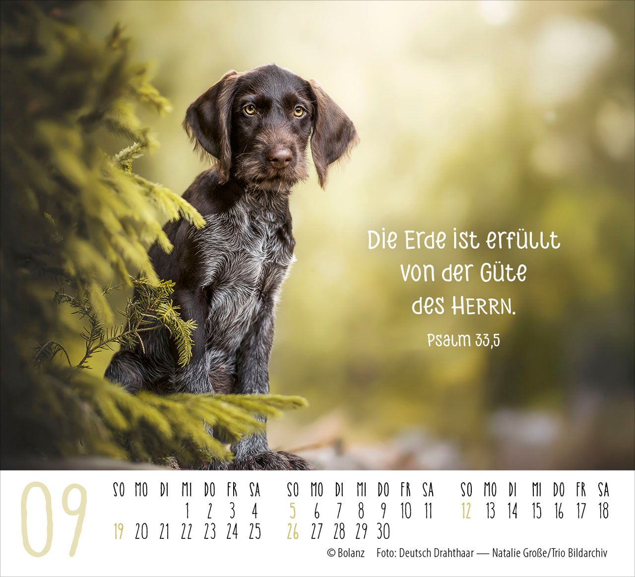 Aufstellkalender - Hunde 2027