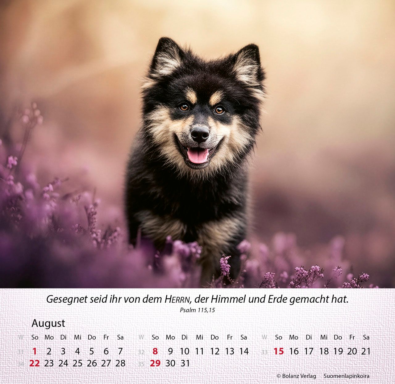 Tischkalender - Hunde 2027 Tischkalender