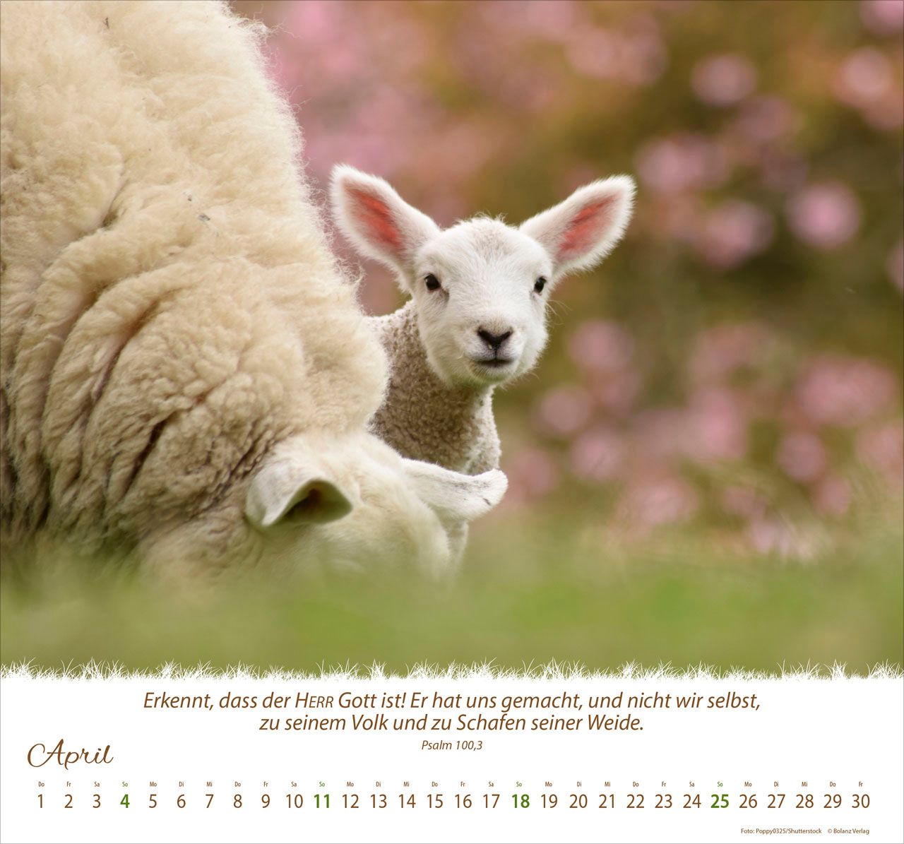 Wandkalender - Ein Leben für die Schafe 2027 Wandkalender