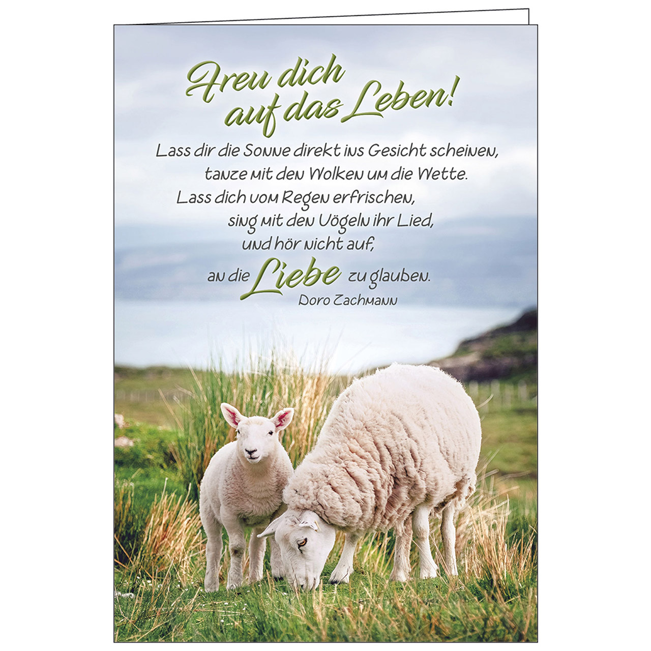 Freu dich auf das Leben Faltkarte - Freu dich auf das Leben - Schafe