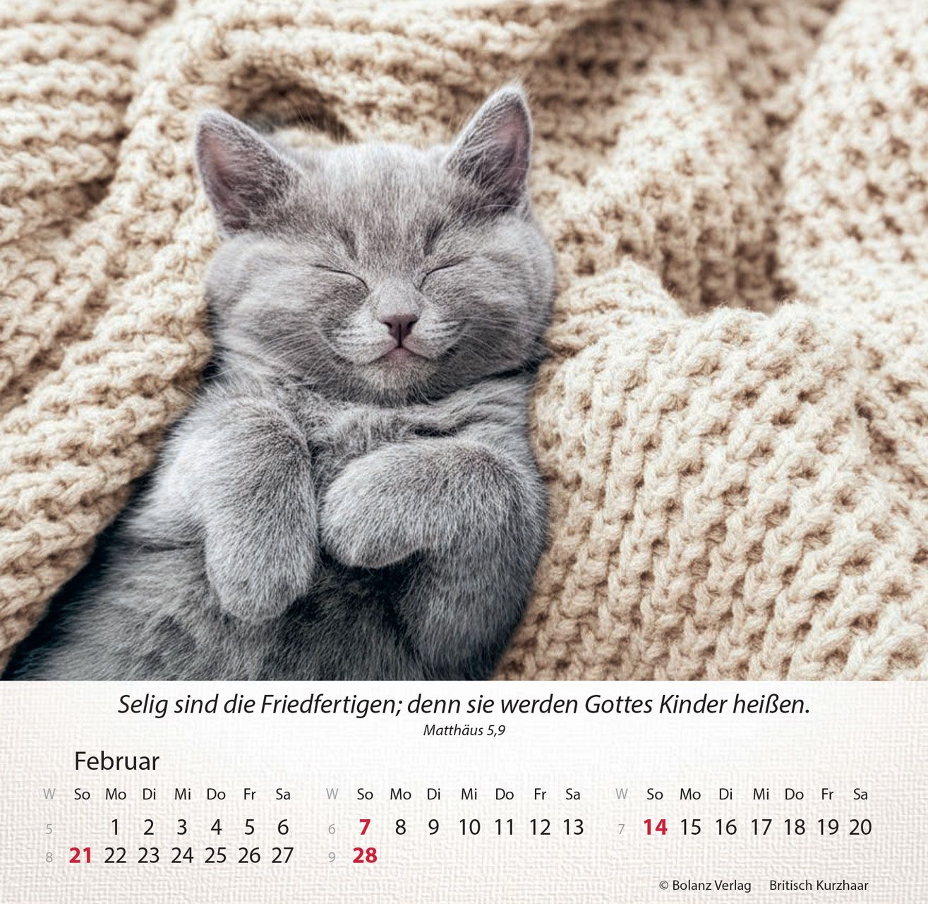 Tischkalender - Katzen 2027 Tischkalender