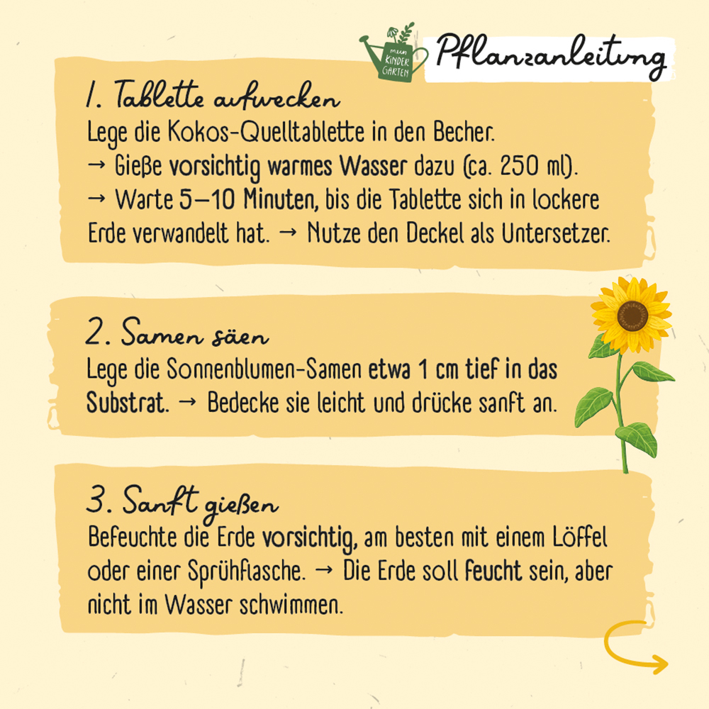Saatgut - Meine erste Sonnenblume