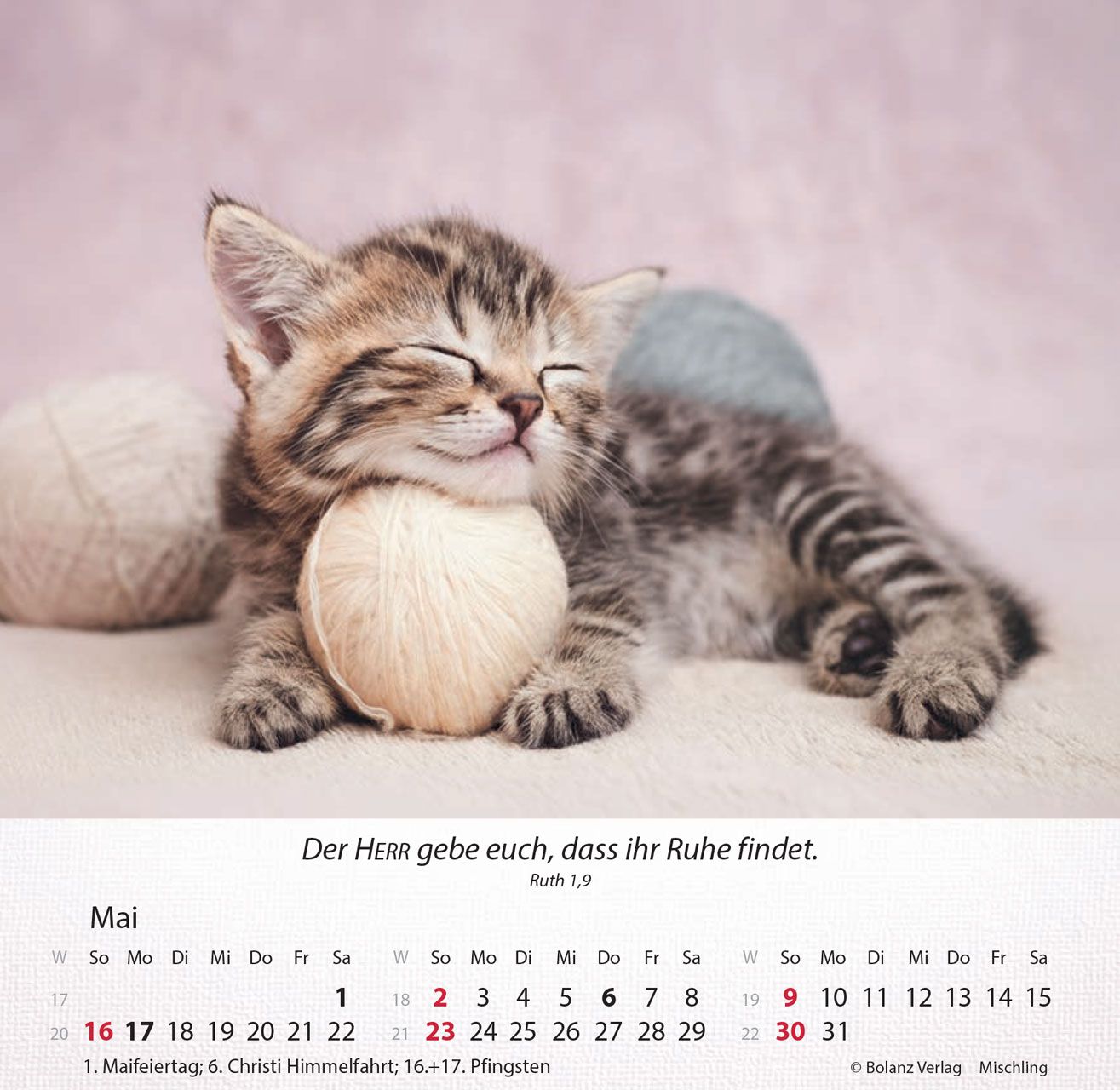 Tischkalender - Katzen 2027 Tischkalender