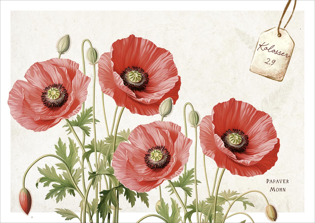 Karten-Box Papier - Postkartenbox "Meisterwerke des Schöpfer" - Igel