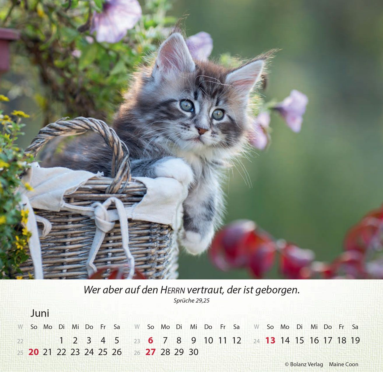 Tischkalender - Katzen 2027 Tischkalender