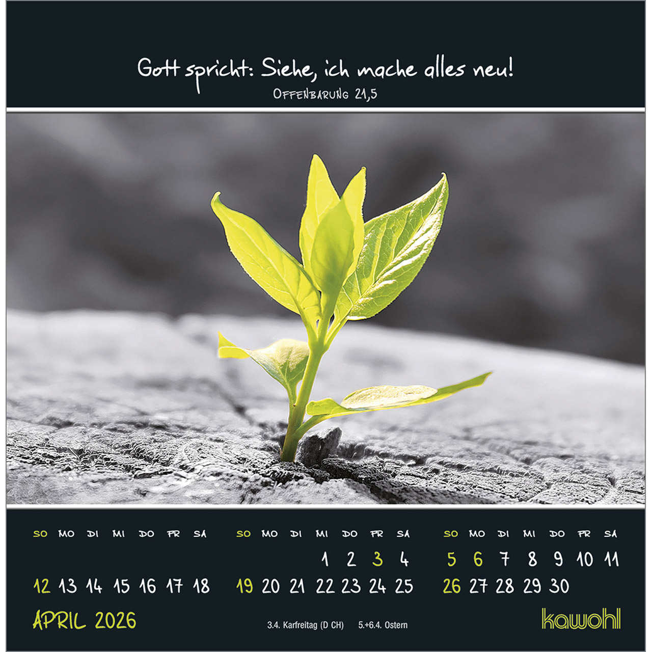 Postkartenkalender - Kleine Wunder sehen 2026