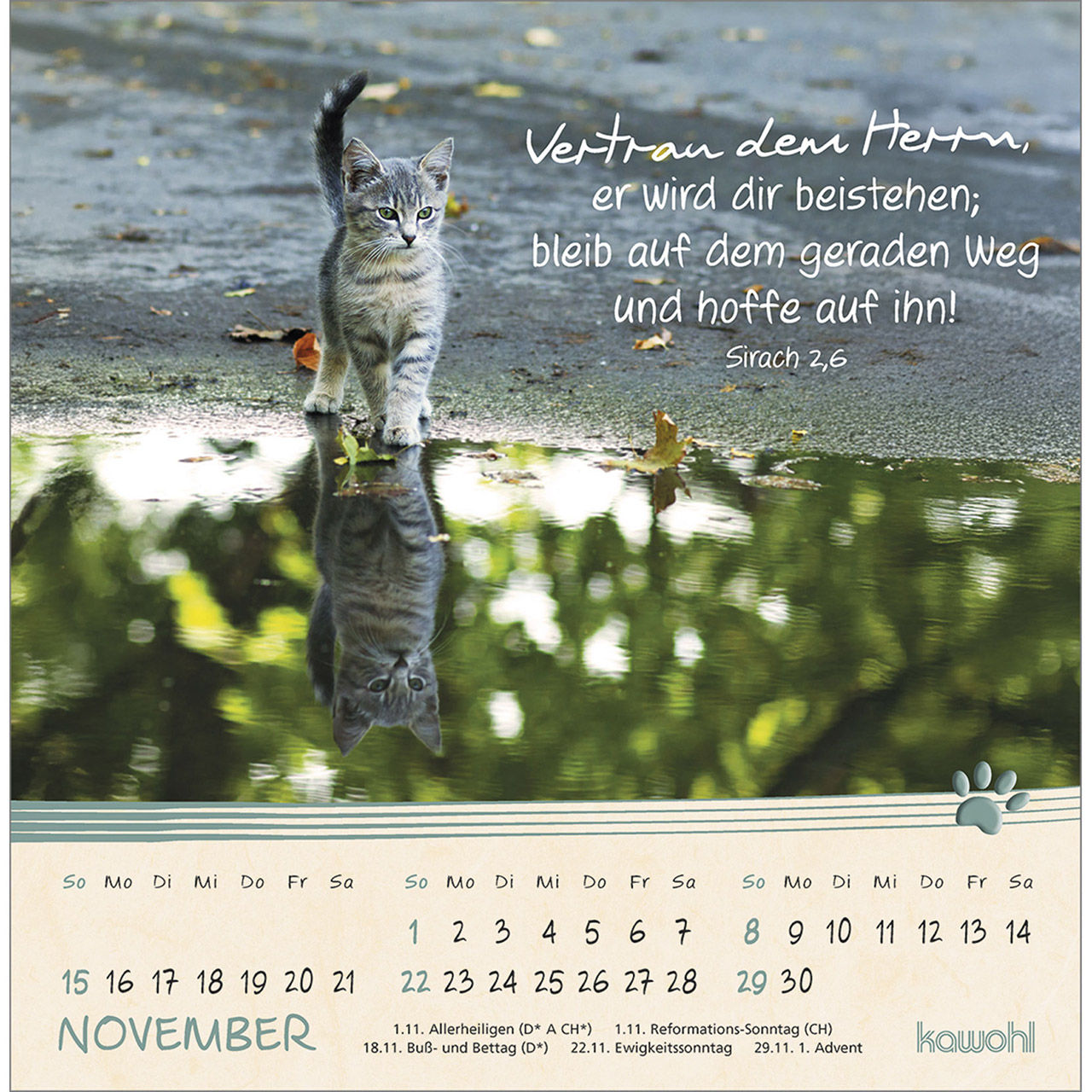 Postkartenkalender - Kleine Katzen-Tatzen 2026