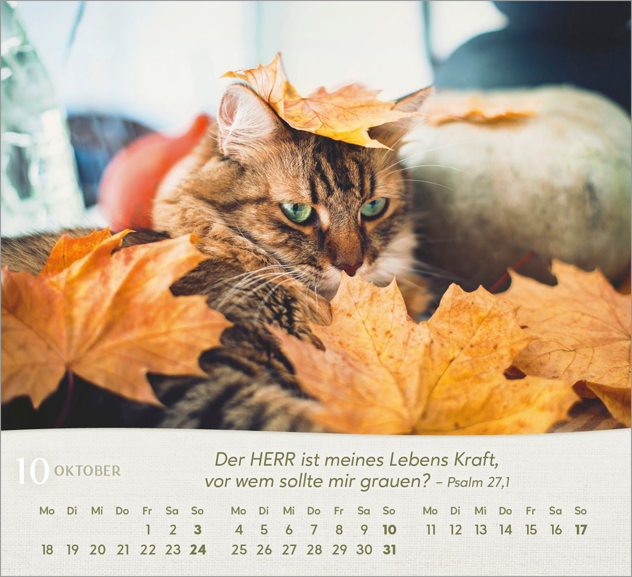 Tischkalender - Katzen 2027
