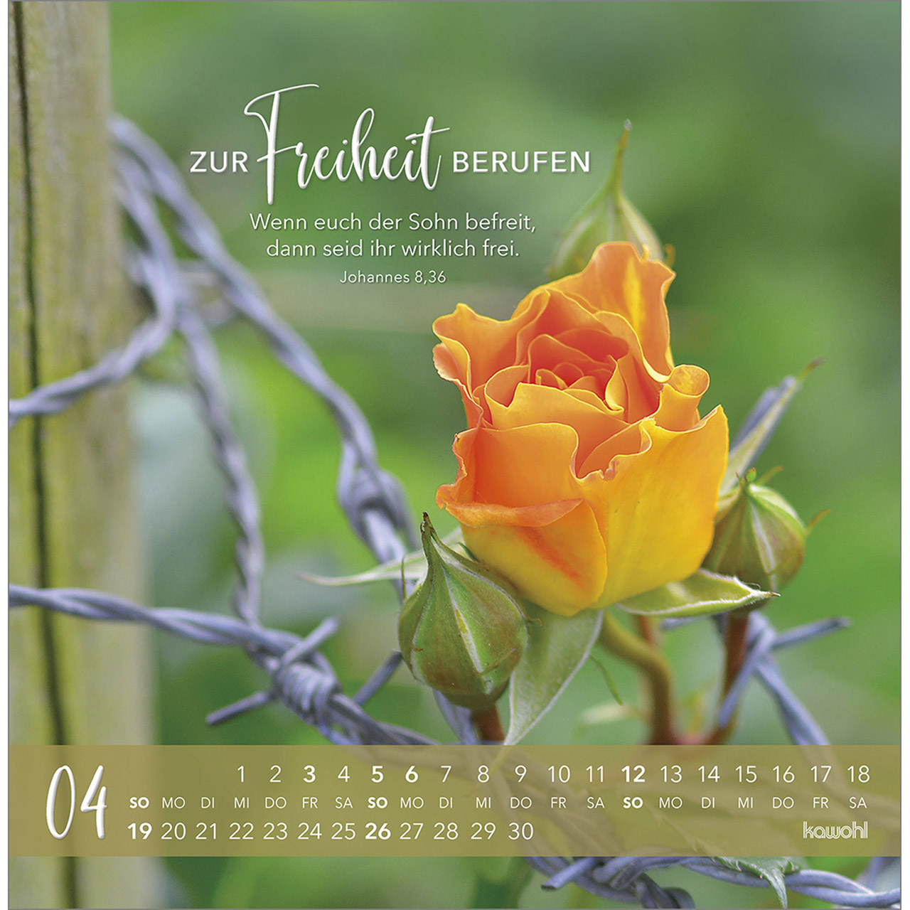 Postkartenkalender - Die Liebe bleibt bestehn 2026