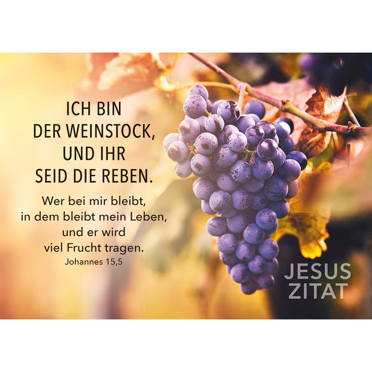 Ich bin der Weinstock