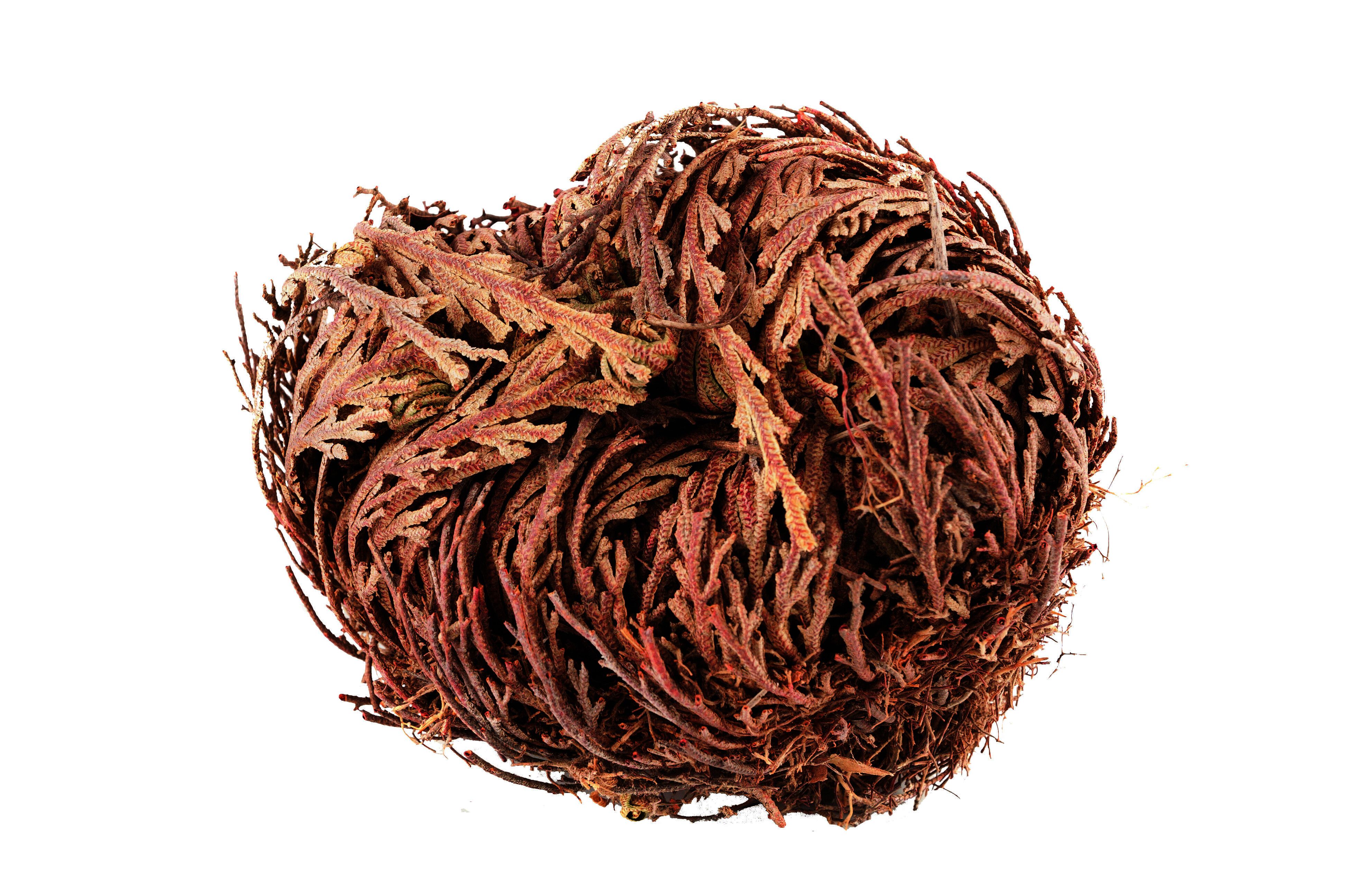 Blumen & Garten - Rose von Jericho