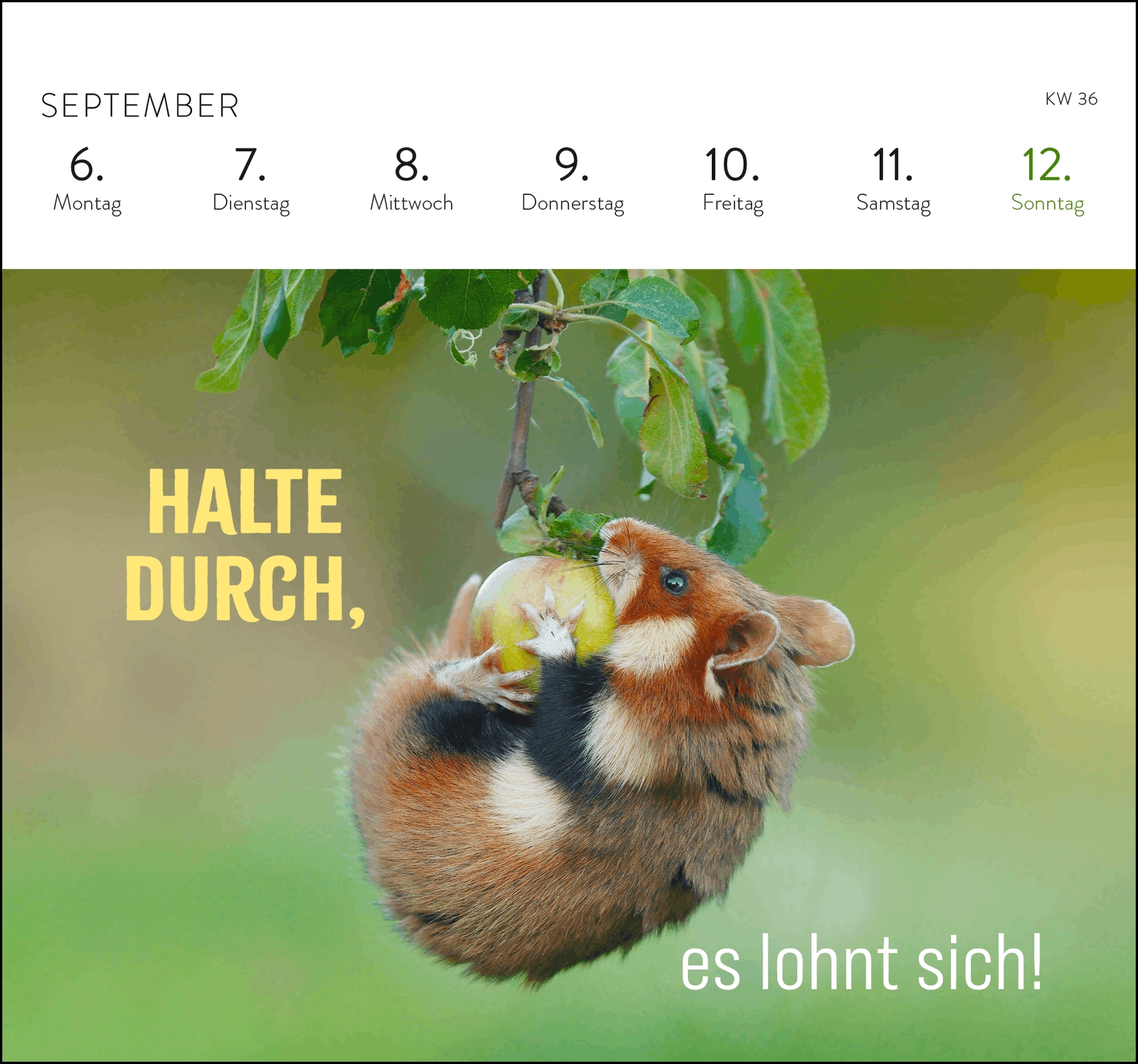 Postkartenkalender - Kleine Glücksbringer für dein Jahr 2027