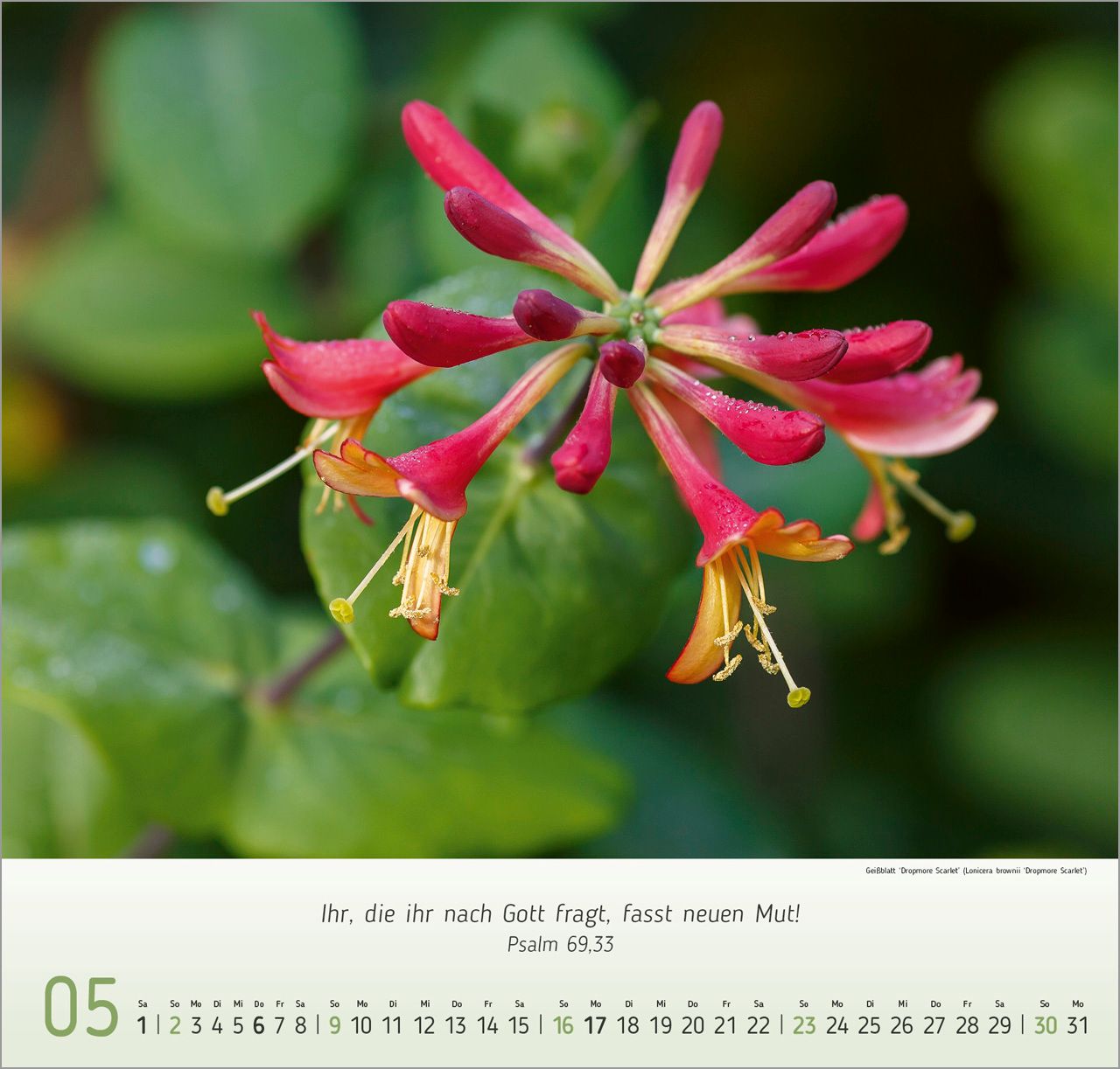 Wandkalender - Blumen-Impressionen 2027 Wandkalender