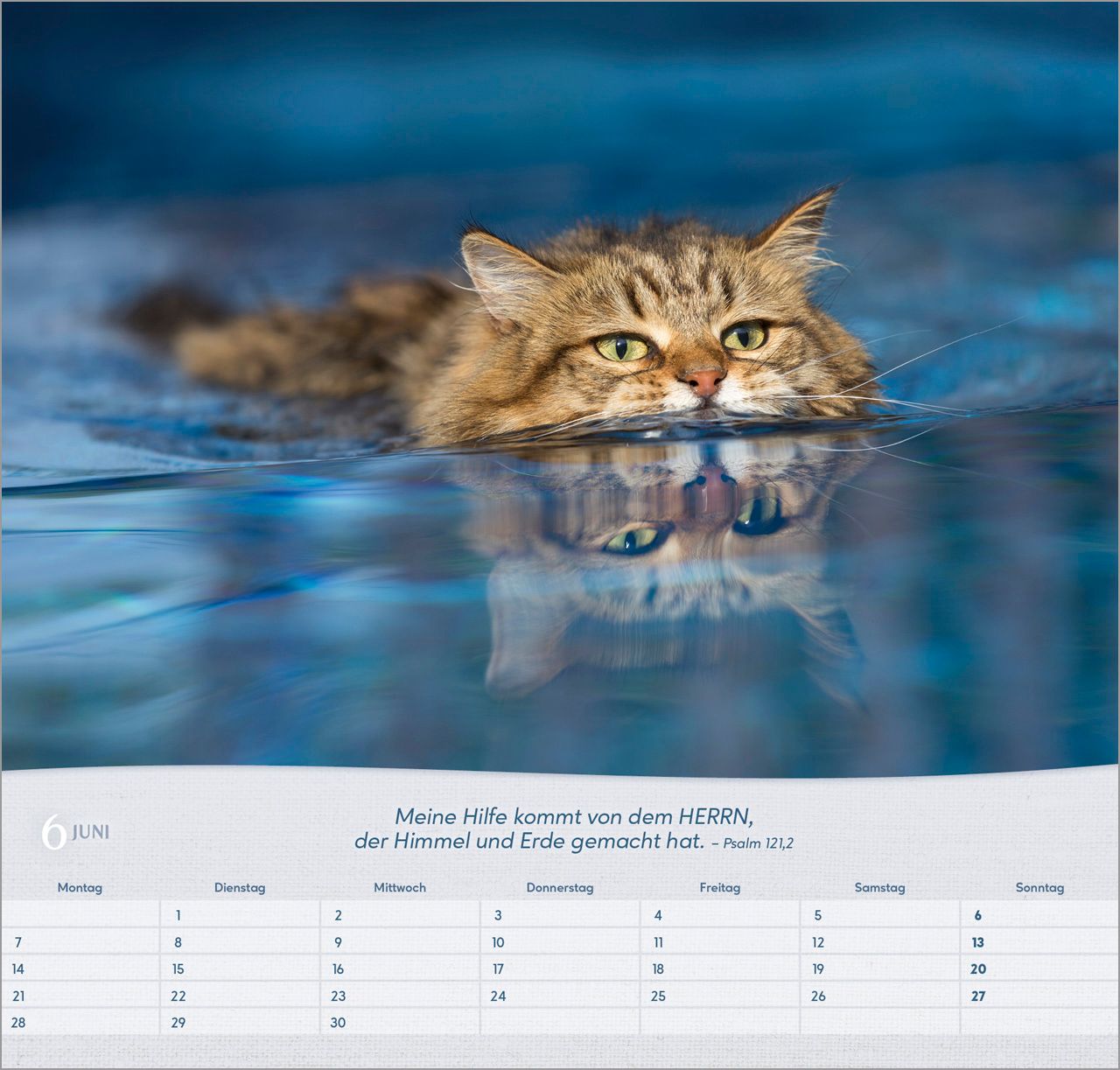 Wandkalender - Katzen 2027 Wandkalender