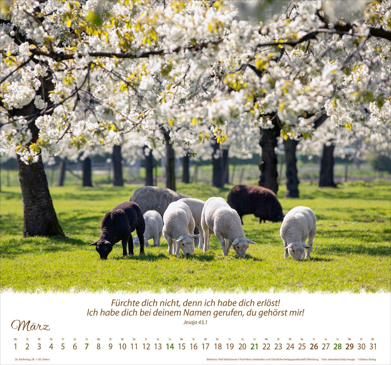 Wandkalender - Ein Leben für die Schafe 2027 Wandkalender