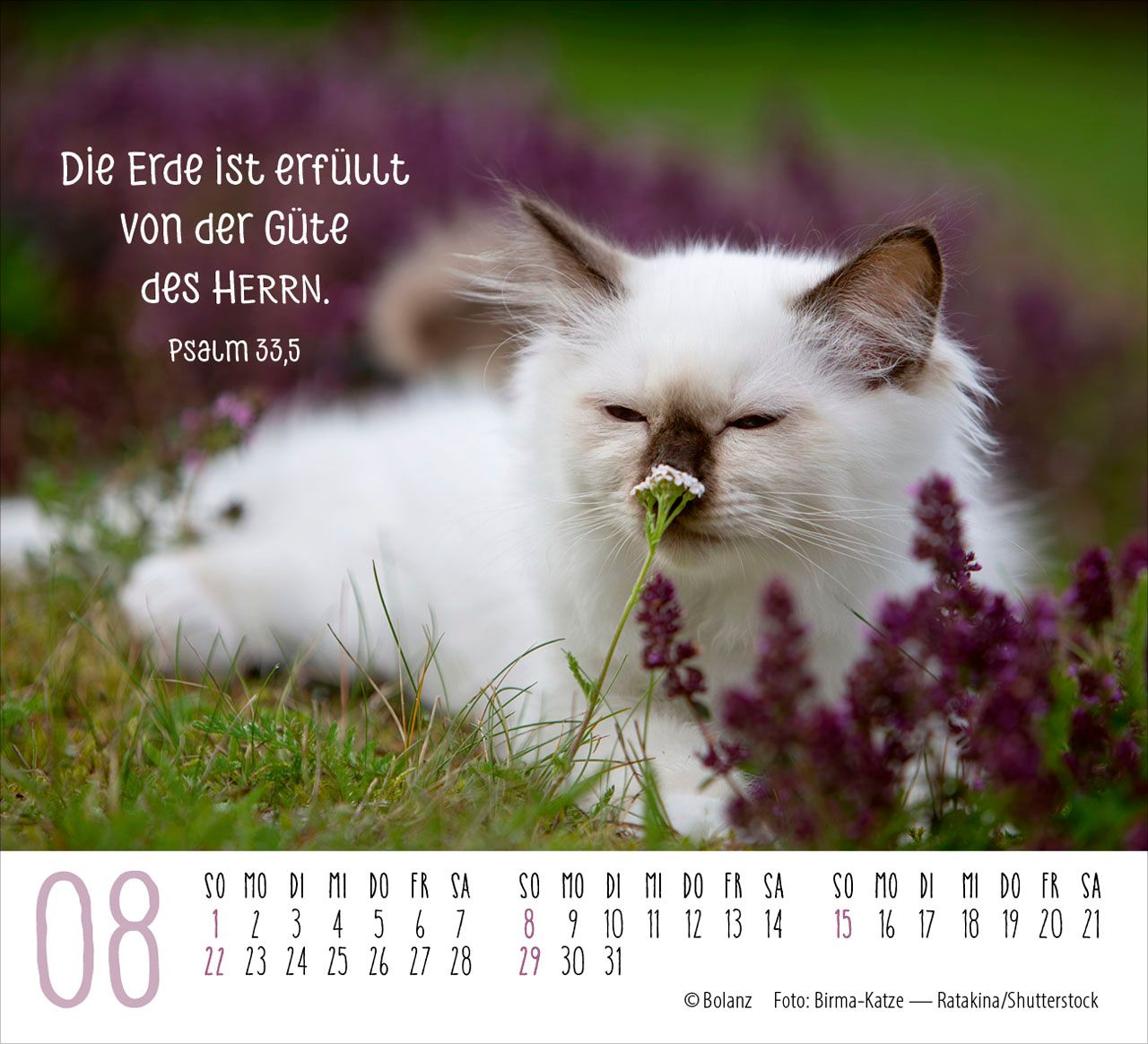 Aufstellkalender - Katzen 2027