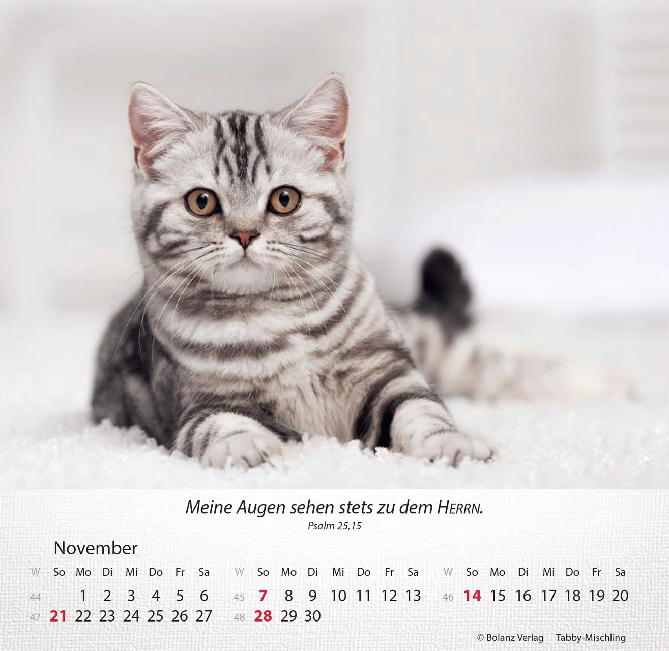Tischkalender - Katzen 2027 Tischkalender