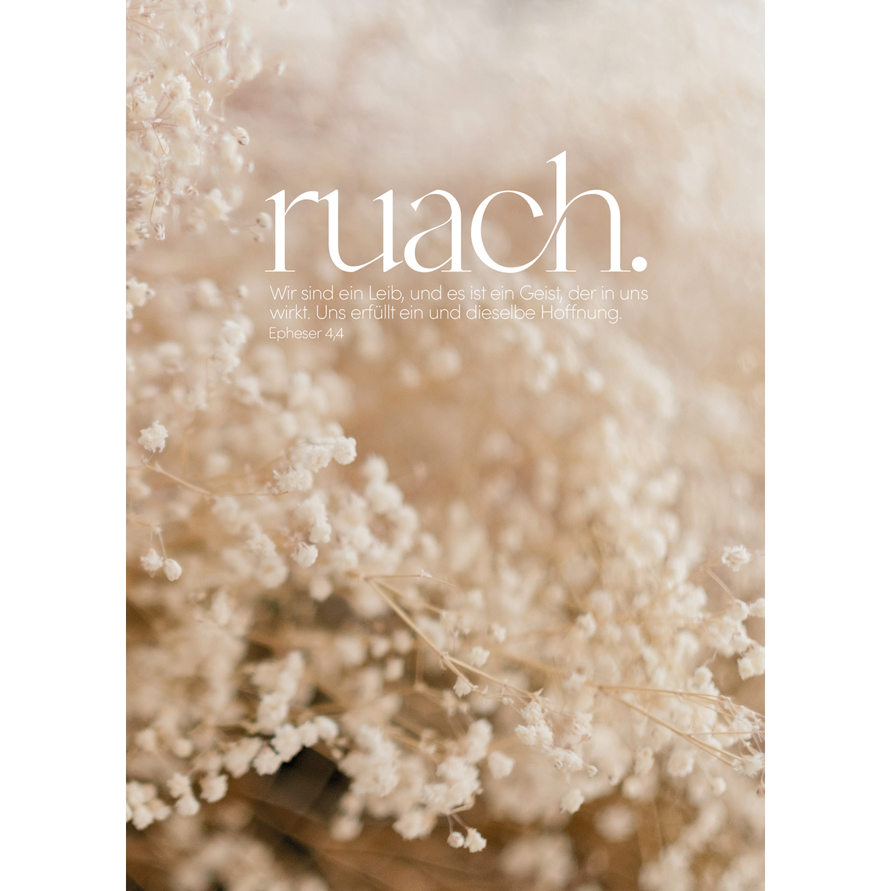 Postkarten - ruach. - Schleierkraut