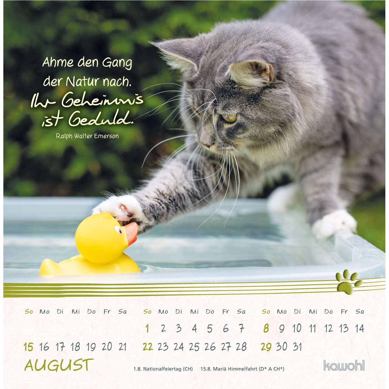 Postkartenkalender - Kleine Katzen-Tatzen 2027
