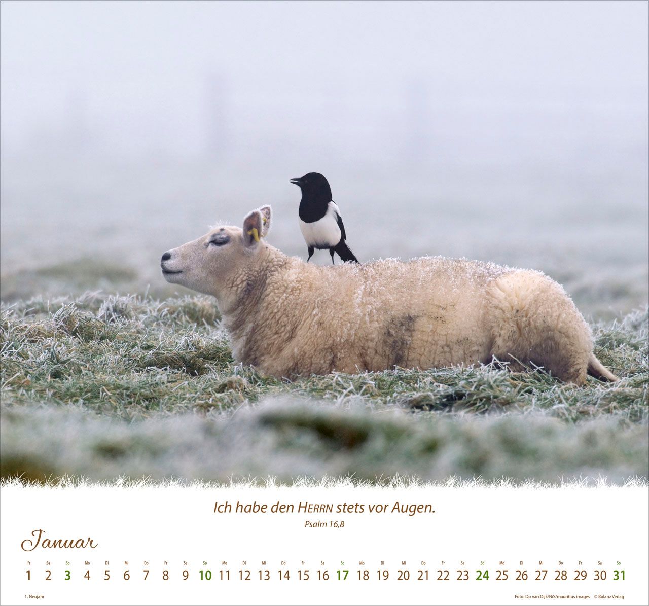 Wandkalender - Ein Leben für die Schafe 2027 Wandkalender