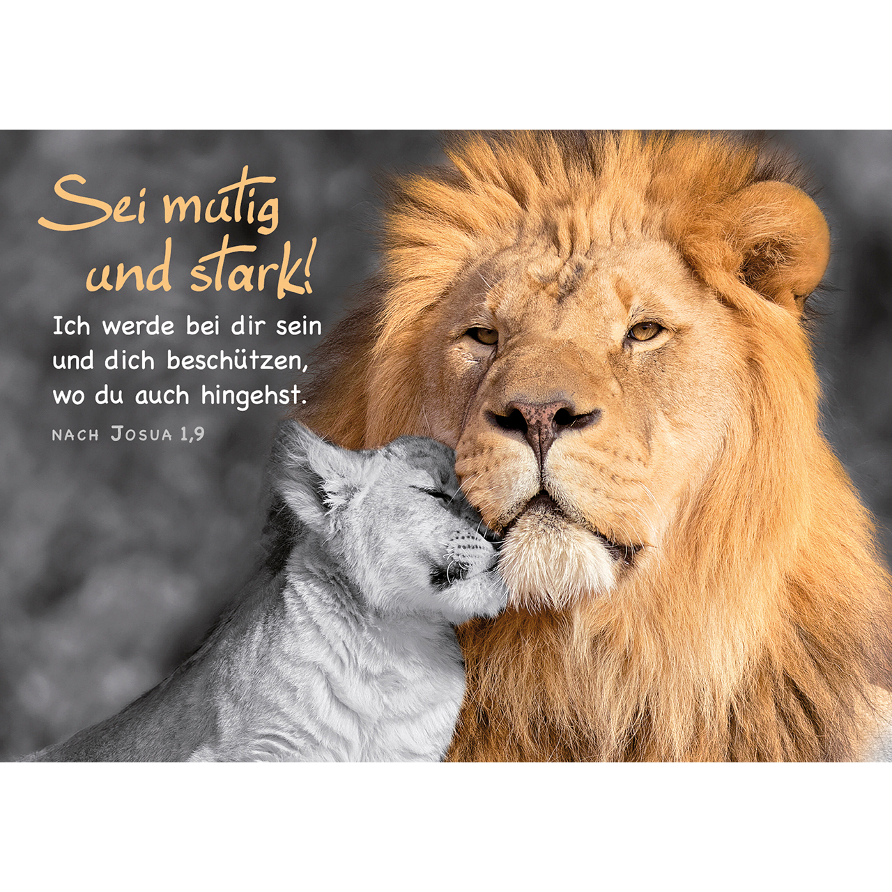 Postkarten - Sei mutig und stark! - Löwe Jungtier