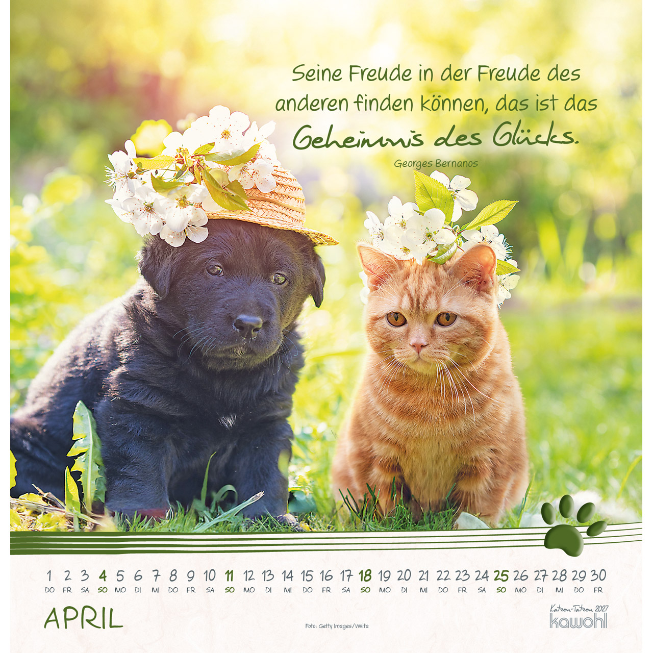 Wandkalender - Katzen-Tatzen 2027