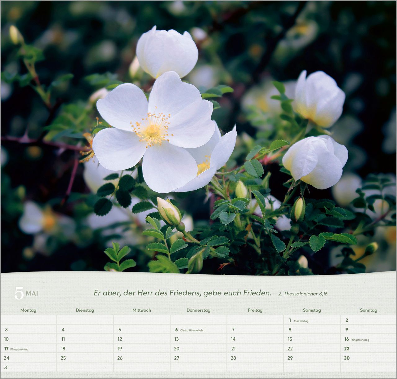 Wandkalender - Rosen 2027 Wandkalender